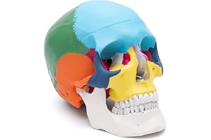 CRANSTEIN SCIENTIFIC Cranstein A-213 Cráneo anatómico | pintado didácticamente | Estudios y formación médica | Modelo de anatomía del cráneo | modelo de calavera