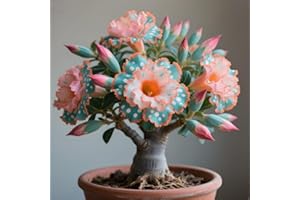 BNSOIDE Exquisita rosa del desierto, adecuada para plantar al aire libre, resistente al frío, de rápido crecimiento, apto para principiantes.-1 rizoma-c