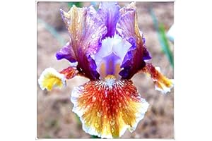 GENERIC Iris Roots Bulbi Ornamentali Fiori Elegante Splendida Magia Bouquet Giardino Pianta-8 Lampadine