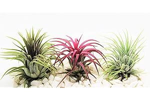 BIOTOPE AQUATICS LTD Plantas de aire Tillandsia x 3 – Ionantha rojo, verde y rubra – Planta viva para terrario, vivero, oficina, casa, decoración de plantas