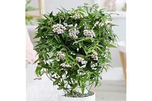 Plant Theory 45cm Hoya Lanceolata Bella Beautiful Wax Plant Wax Flower Indoor Plant 12cm Pot