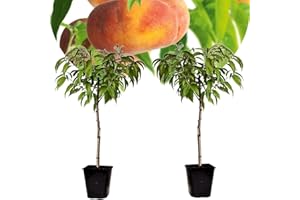 Plant in a Box - Prunus Persica 'Saturne' - Set de 2 - Pêcher - Arbre fruitier - Arbre rustique - Plante en pot - Plante de jardin - Pot 15 cm - Hauteur 60-70cm