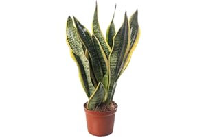 GARDENERSDREAM Snake Plant Sansevieria Tall Indoor Plants Exotic Large Trees for Your Home