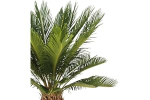DECOALIVE Cycas Revoluta Natural Palmera de Exterior Resistente y Ornamental