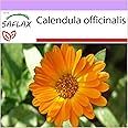 SAFLAX - Calendula - 50 semi - Calendula officinalis