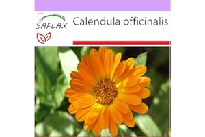 SAFLAX - Botón de oro - 50 semillas - Calendula officinalis