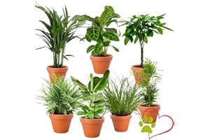BLUME IDEAL Lot de 7 plantes « amis des animaux », +/-30-60 cm, pot de 12-15 cm de diamètre, palmier de montagne, châtaignier chanceux, bananier, marante, palmier à fruits dorés, chlorophytum, herbe à chat, non