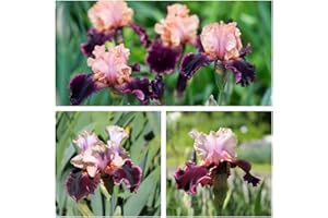 BRKENT Bulbi Iris Piante Hardy Bulbi Di Ornamentali Iris Perenne Bulbi Da Fiore Decorazioni Da Giardino Per Esterni Fiori Da Balcone Coprisuolo Piante Perenni Piante Da Balcone Regalo Da Giardino 5 Tubero