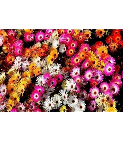 100 Graines De Pourpier à Fleurs Doubles - Portulaca Grandiflora - Annuelle Colorée Pour Jardin