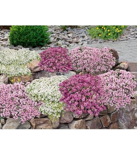 Bodendecker Thymian 20000 Samen 20000+ Stck Rosa Kriechender Thymian Samen   Winterharter Bodendecker Mehrjhrig