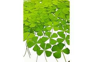 HANDI-KAFU 24 Stück vierblättriges Kleeblatt echte natürliche getrocknete gepresste Blumen für Harz Kunst Dekore Handwerk DIY