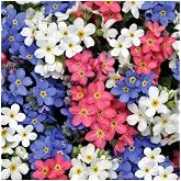 My Seed World Mixed Color Forget Me Not Flower Seed