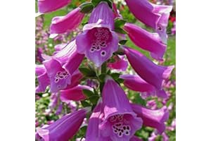 ARBORIX, GRÜNER UND BILLIGER! 6 x Digitalis Purpurea - Perenni Vaso 9cm x 9cm