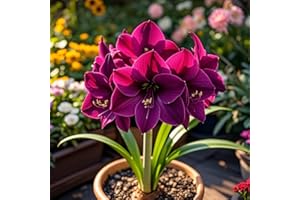 IOUPLIUKDF/Bulbos de amaryllis, amaryllis perennes, decoración de interior y exterior, bulbos de amaryllis seleccionados, colores mixtos raros-1bulbo-G