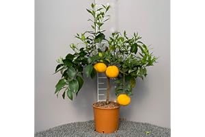 SAVINI VIVAI L'ARTE DI FARE NATURA SAVINI VIVAI Pianta di Pomelo Albero di Agrumi Pomelo Rosso in Vaso da 20 cm Altezza 70 cm 2-3 Anni di innesto Made Italy