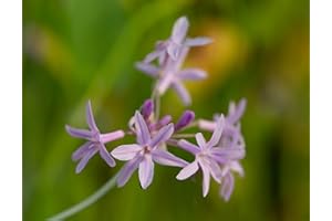 Lincolnshire Pond Plants Ltd - Marginal Aquatic Pond Plant - (Tulbaghia Violacea Variegated) - 3 x 9cm
