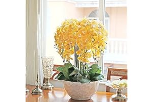 Benoon Semillas De Phalaenopsis, 100Pcs / Bolsa Semillas De Phalaenopsis Flor De Orquídea Plantas De Bonsái Floración Multicolor Plantas De Jardín De Interior Al Aire Libre Para El Hogar Amarillo