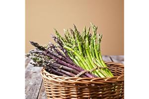 Carbeth Plants Asparagus Crown Roots for Planting - Premium Quality Easy Grow Vegetable Perennials - Quick Establishment & High Yielding Spears for Kitchen Gardens & Allotments (6, Mixed Varieties)