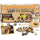 Dr. Daz - 12 Fossil da Collezione Naturali - Paleontologia - Regali Pasqua Bambini