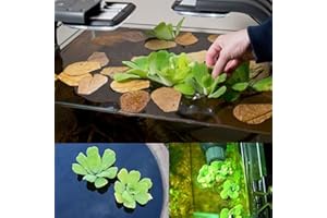 Saterkali Semillas de Pistia, 50 Unids/bolsa Semillas de Pistia Semillas de jacinto de agua verde resistente al frío flotante Semillas de flores para jardín Semillas de pistia
