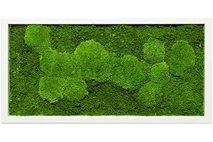 MOOS DESIGN Moosbild Pflanzenbild mit Kugelmoos und Flachmoos versch. Maße günstig (Weiß, 100x35 cm)