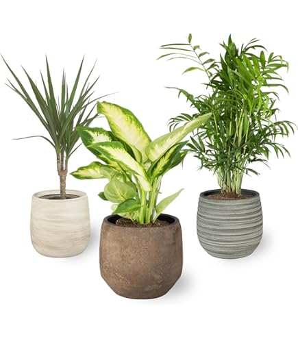 Felce Pellea Rotundifolia - Pianta Da Interno In Vaso 9 Cm | Exotenherz