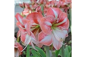 YGHESFDE Bulbos de amarilis doble,bulbos de amarilis increibles,Plantas perennes, decoración de interiores, decoración de jardines, fáciles de plantar.-1bulbo-E