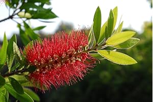 Callistemon Laevis Arbusto (Limpiatubos) en maceta Alt. Aprox 1.20m de Viveros la Berrocosa