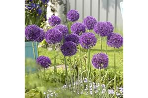 YouGarden Allium 'Purple Sensation', Pack of 25 Bulbs Size 10/12, Ready for Autumn Planting