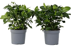 Plant in a Box - Gardenia Jasminoides - Set de 2 - Plantes d'intérieur jasmin du Cap - Pot 13cm - Hauteur 20-30cm