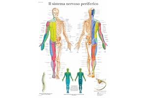 3B Scientific – Laminato Sistema Nervoso Periferico Poster – Poster di Anatomia Protetto da UV e Polvere per Studio, Insegnamento e Cliniche