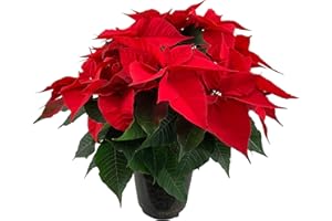 DECOALIVE Planta Natural de Poinsettia, Flor de Pascua o Planta de la Navidad