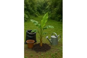 LE GRENIER D'ABONDANCE LES GRAINES QUI DONNENT ENVIE 10 graines à semer - Le Grenier d'Abondance - Musa Itinérans - le bananier du Yunnan