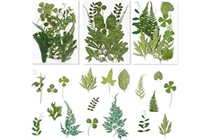 PYEUIFT 36 Stück Getrocknete BläTter, Echte Getrocknete Gepresste Blätter Natürliches Sortiertes Getrocknetes Grün für Harz, Kerzen, Schmuck, Seife, Kunsthandwerk, DIY-Verzierung, Dekorationen