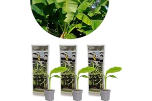 Bloomique - Set of 3 - Musa Basjoo - Banana Plant - Garden Banana - Garden Plants - Hardy - 20-30 cm High - Pot 10.5 cm