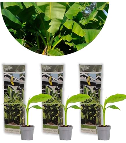 MUSA BASJOO bananenplant: #1 info over overwinteren & simpel aanplanten