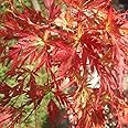 Acer palmatum 'Seiryu' Japanese Maple Deciduous Garden Shrub Plant | 9cm Pot