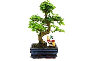 GARDENS4YOU Bonsai Ligustrum 9 yrs Old - 1 Tree