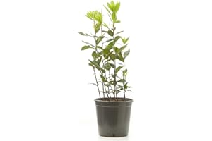 Verdecora Laurel | Lauro | Arbusto culinario | Aromatizado | Ideal ingrediente de uso culinario | Planta natural de exterior (Maceta Ø15cm)