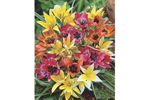 BLUMENHANDEL ULLRICH Wildtulpen gemischt Botanische Tulpen 50 Blumenzwiebeln
