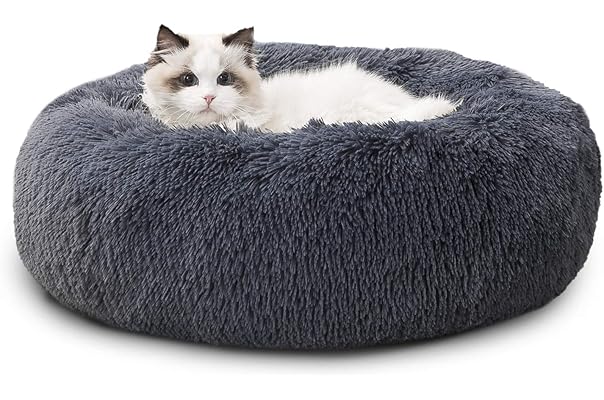 best type of cat bed