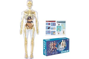 PORFOYO Modelo de Cuerpo Humanode 28,5 cm, Modelo de Anatomía con 9 Organos Extraíbles, Modelo de Esqueleto para Estudiar Detalles Básicos Del Sistema Esquelético Humano, Juegos Educativos 8-12 Años