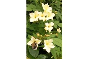 COUNTRY CLIMBERS & GARDEN FAVOURITES Jasmine officinale Clotted Cream Climbing Plant Rich Cream Scented Summer Flowers Popular with Bees deciduous 1 Litre Pot