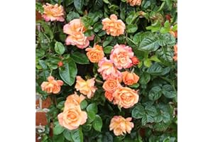 THOMPSON & MORGAN Bare Root Roses Plants 'Scent from Heaven' Climbing Rose Orange Blooms Easy to Grow Your Own Garden Flowers Supplied As 1x Bare Root by Thompson and Morgan (1)