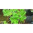 Anuraj farms Garden Citronella, Odomas - Plant, Sweet scented geranium live plant, Mosquito Plant