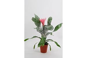 DELVIVERODIRECT Aechmea - Bromelia Fasciada - Piñuela - Planta Natural - Planta Interior - Altura (50-70 cm) - DELVI