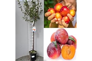 SAVINI VIVAI L'ARTE DI FARE NATURA SAVINI VIVAI Pianta di Susino Sorriso di Primavera Piante da Frutto Albero in vaso 22-24 cm 2-3 Anni Altezza 130-150 cm Made in Italy