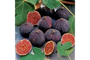 VEG SRLS FICO SIMILE-FICUS CARICA- VIOLA DOMENICO TAURO- albero da frutto da esterno pianta vera Ø 19 cm - h 150 cm