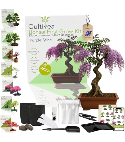 Planters' Choice Kit Bonsai Fai Da Te – 4 Varietà Di Semi, Vasi E Istruzioni, Regalo Ideale Per Principianti
