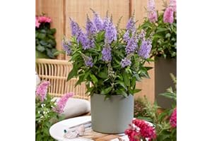 THOMPSON & MORGAN Buddleja Plants Buddleia davidii Dwarf Compact 'Butterfly Candy Little Lila' Hardy Shrub Butterfly Bush Lilac Blooms Easy to Grow Your Own Garden Flowers 1x 9cm Potted Plant by Thompson and Morgan